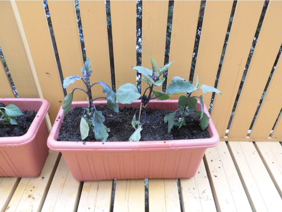 苗植え