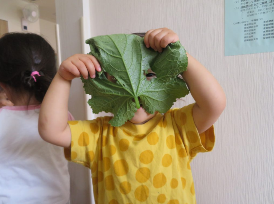 野菜の収穫